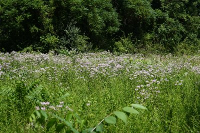 Wild Bergamot (Monarda fistulosa)