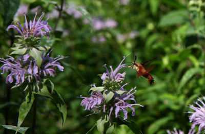 Wild Bergamot (Monarda fistulosa)