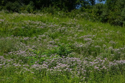 Wild Bergamot (Monarda fistulosa)