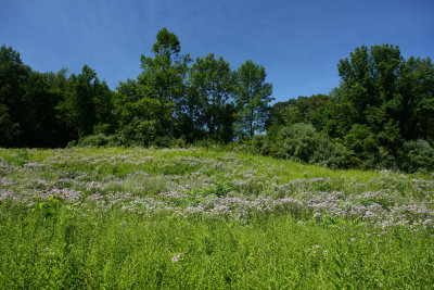 Wild Bergamot (Monarda fistulosa)