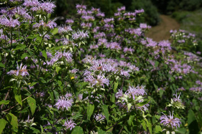 Wild Bergamot (Monarda fistulosa)