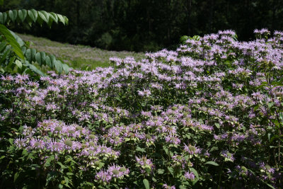 Wild Bergamot (Monarda fistulosa)