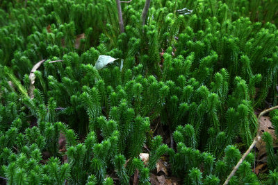 Shining Clubmoss (Lycopodium lucidulum)