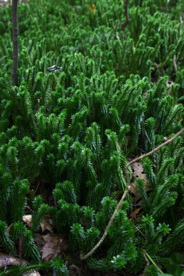 Shining Clubmoss (Lycopodium lucidulum)