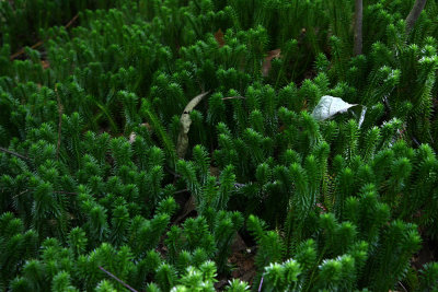 Shining Clubmoss (Lycopodium lucidulum)