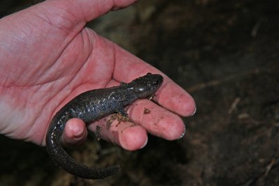 Jefferson's Salamander