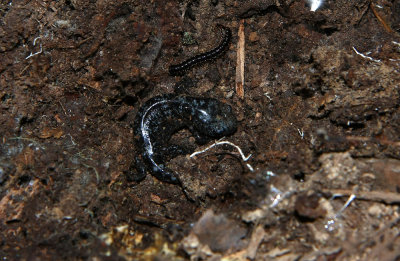 Possible (Probable?) Marbled Salamander