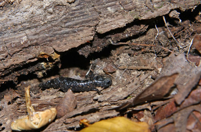 Possible (Probable?) Marbled Salamander