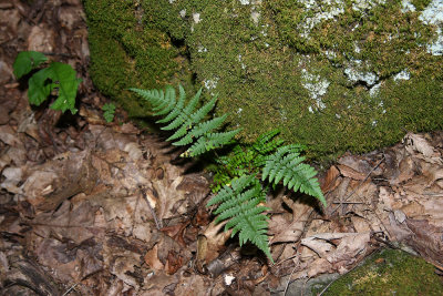 Dryopteris marginalis