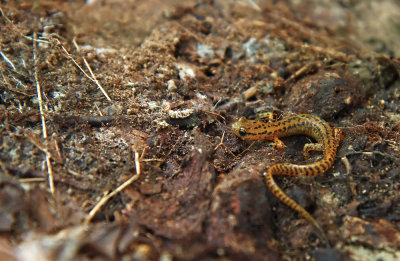 Long-tailed Salamander