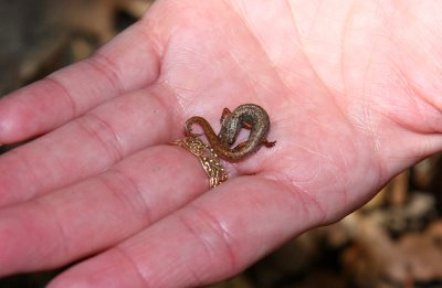 Four-toed Salamander