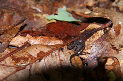 Red-backed Salamander