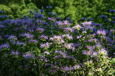 Wild Bergamot (Monarda fistulosa)