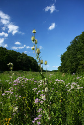 Teasel (Dipsacus fullonum ) and Wild Bergamot