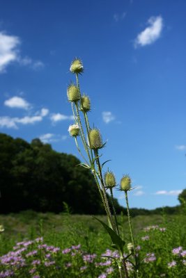 Teasel (Dipsacus fullonum ) and Wild Bergamot