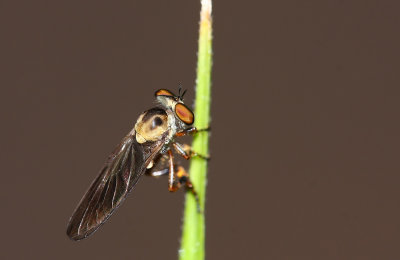 Robber Fly
