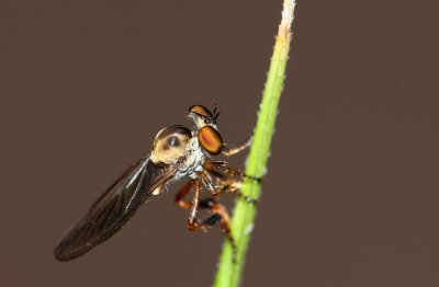 Robber Fly