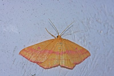 Chickweed Geometer (Female)