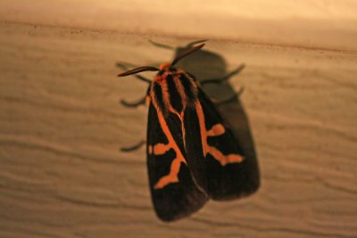 IMG_9299.jpg