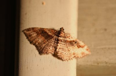 IMG_9319.jpg