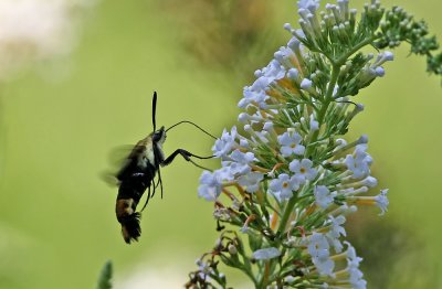 IMG_9331.jpg