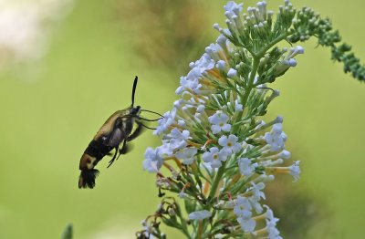 IMG_9332.jpg