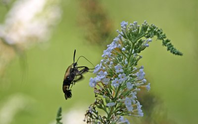 IMG_9333.jpg