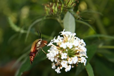 IMG_9371.jpg