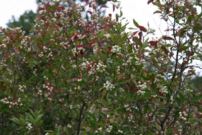 Gray Dogwood (Cornus racemosa)