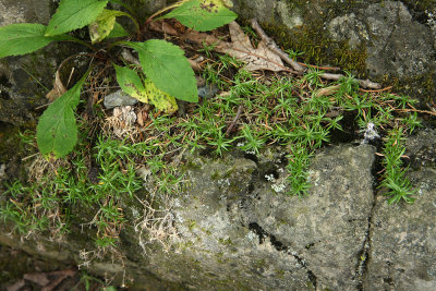 Moss Phlox (Phlox subulata)