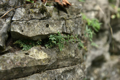 Wall Rue (Asplenium ruta-muraria)