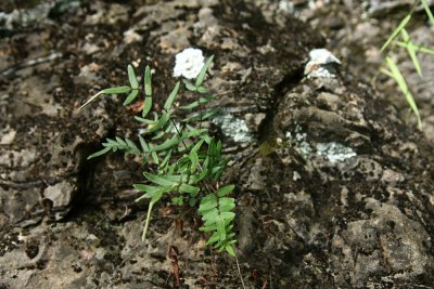 Purple-stemmed Cliffbrake (Pellaea atropurpurea)