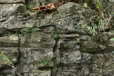 Wall Rue (Asplenium ruta-muraria), Purple Cliffbrake (Pellaea atropurpurea)