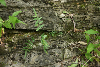 Purple-stemmed Cliffbrake (Pellaea atropurpurea) and Wall Rue (Asplenium ruta-muraria)