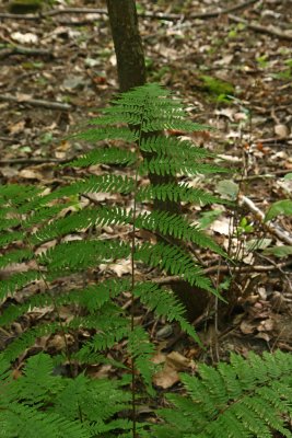 Lady Fern (Athyrium filix-femina forma rubellum)