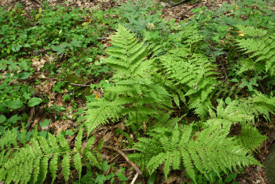 Lady Fern (Athyrium filix-femina)