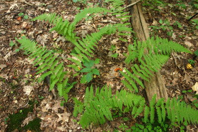 Hay-scented Fern (Dennstaedtia punctilobula)