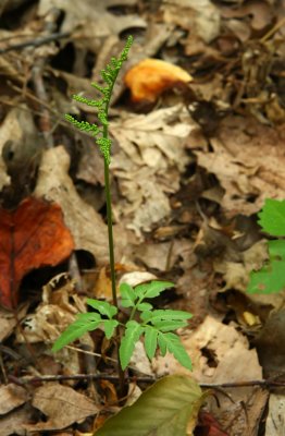 Cut-leaved Grape Fern (Botrychium dissectum forma obliquum)