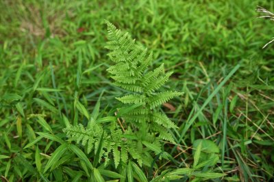 Lady Fern (Athyrium filix-femina)