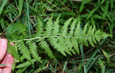 Lady Fern (Athyrium filix-femina)