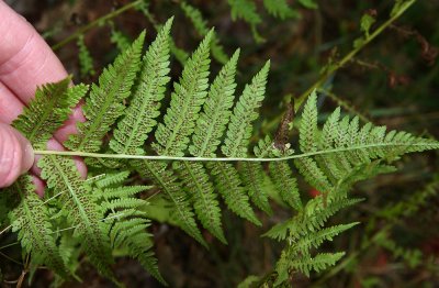 Lady Fern (Athyrium filix-femina)