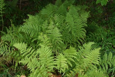 Lady Fern (Athyrium filix-femina)