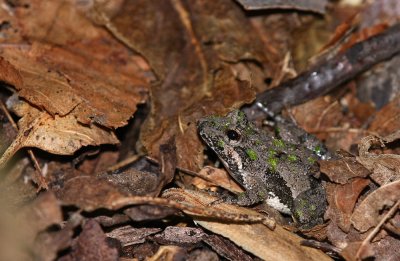 Northern Cricket Frog