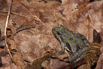 Northern Cricket Frog