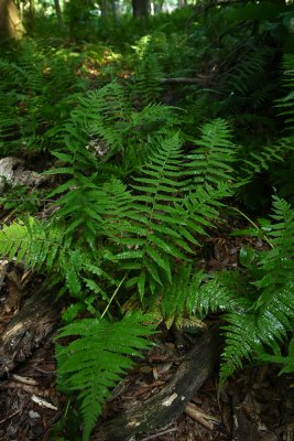 New York Fern (Thelypteris noveboracensis)