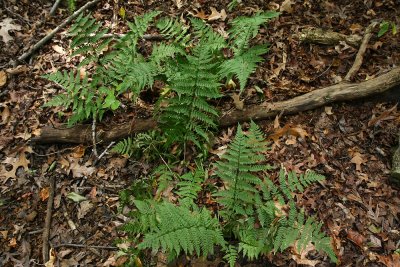 Dryopteris carthusiana (Spinulose Wood Fern)