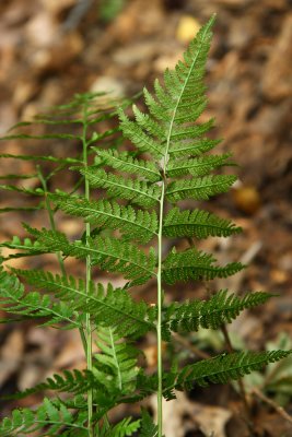 Dryopteris carthusiana (Spinulose Wood Fern)