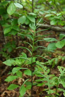 Woodwardia areolata (Netted Chain Fern)