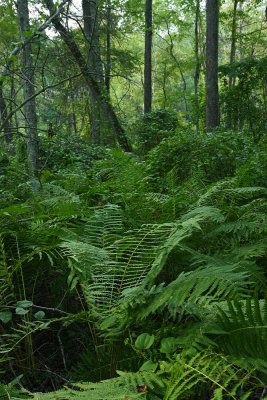 Osmunda cinnamomea (Cinnamon Fern)