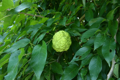 Maclura pomifera (Osage Orange)